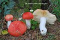 Russula pseudointegra-amf1661-2